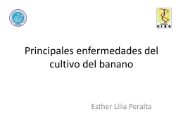 Principales enfermedades del cultivo del banano