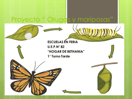 Proyecto-Mariposa-Bethania