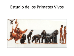 Taxonomía de los primates