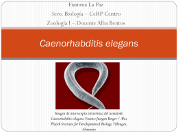 Caenorhabditis elegans. Fiamma..