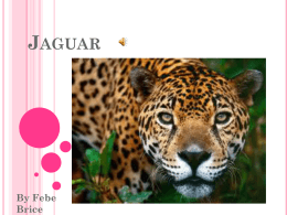 Jaguar - SBAS
