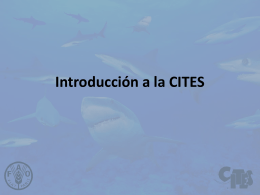 Introduction to Shark Species and Manta Rays