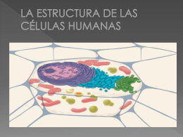3-La estructura de las células humanas (El trío tralará)