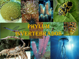 PHYLUM INVERTEBRADOS Presentacion