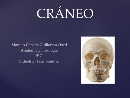 CRÁNEO - Anatomía y Fisiología Humana