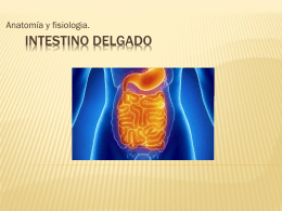 Intestino delgado - Anatomía y Fisiología Humana