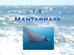 Mantarraya - WordPress.com