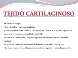 tejido cartilaginoso
