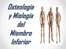 Osteología y Miología del Miembro Inferior