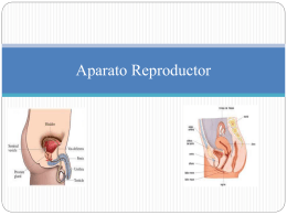 Aparato_Reproductor[1]