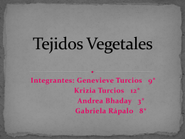 Tejidos Vegetales - biologialasalle4-3