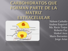 carbohidratos que forman parte de la matriz