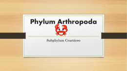 Phylum Arthropoda Monica (2482735)