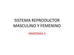 SUBTEMA 4.3 SISTEMA REPRODUCTOR MASCULINO Y