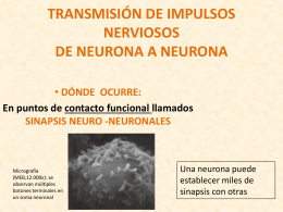 TRANSMISIÓN DE IMPULSOS NERVIOSOS DE NEURONA A