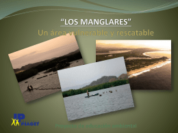 *LOS MANGLARES* Un área vulnerable y rescatable