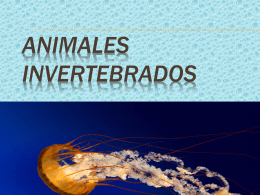 Animales invertebrados - Colegio Hispano Americano