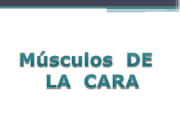MUSCULOS DE LA CARA - – Educare Perú – | – AV.