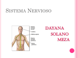 Sistema Nervioso - nutricion | Departamento de