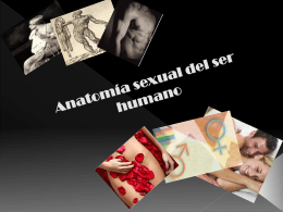 Anatomía sexual del ser humano