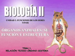 Órganos animales: su función y estructura