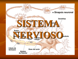 SISTEMA NERVIOSO - .:: Universidad Privada Norbert