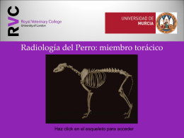 Dog - Universidad de Murcia
