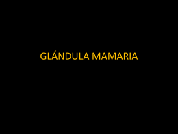 GLÁNDULA MAMARIA - www.manualmoderno.com