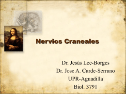 Nervios Craneales - EPIDEMIOLOGIA Y ANATOMÍA 2 |