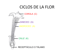 CICLOS DE LA FLOR - Morfología Vegetal