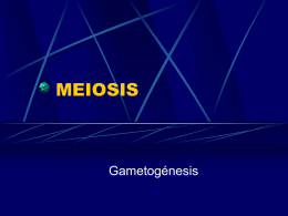 MEIOSIS - BIOLOGIA | Just another WordPress.com