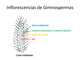 Inflorescencias de Gimnospermas