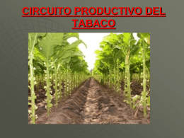 Producción del tabaco