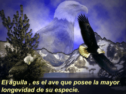 El Aguila - Máster Sergio J. Navarro Hudiel