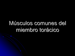 Músculos comunes del miembro torácico