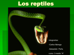 Los reptiles - BIOLOGIA | Just another