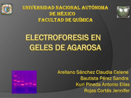 ELECTROFORESIS EN GELES DE AGAROSA