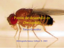 Genes del Desarrollo en Drosophila