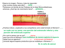 Diapositiva 1 - Morfología Vegetal