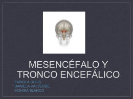 Mesencéfalo y tronco encefálico