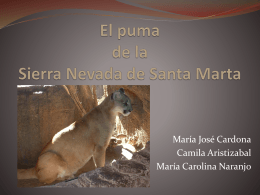 El puma de la Sierra Nevada de Santa Marta
