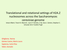 Translational and rotational settings of H2A.Z