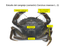 Disección del cangrejo (camarón) Carcinus maenas