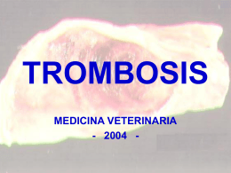 TROMBOSIS - Franja Morada Veterinaria | FRANJA