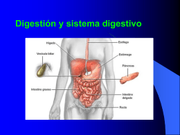 Sistema Digestivo humano
