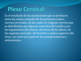 Plexo Cervical: - biosicologia2011