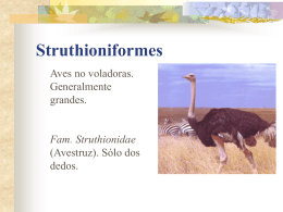 Struthioniformes