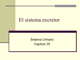 El sistema excretor - Universidad de Puerto Rico Humacao