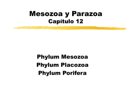 Metazoa Mesozoa y Parazoa