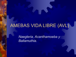 AMEBAS VIDA LIBRE (AVL) - biblioceop | Just another